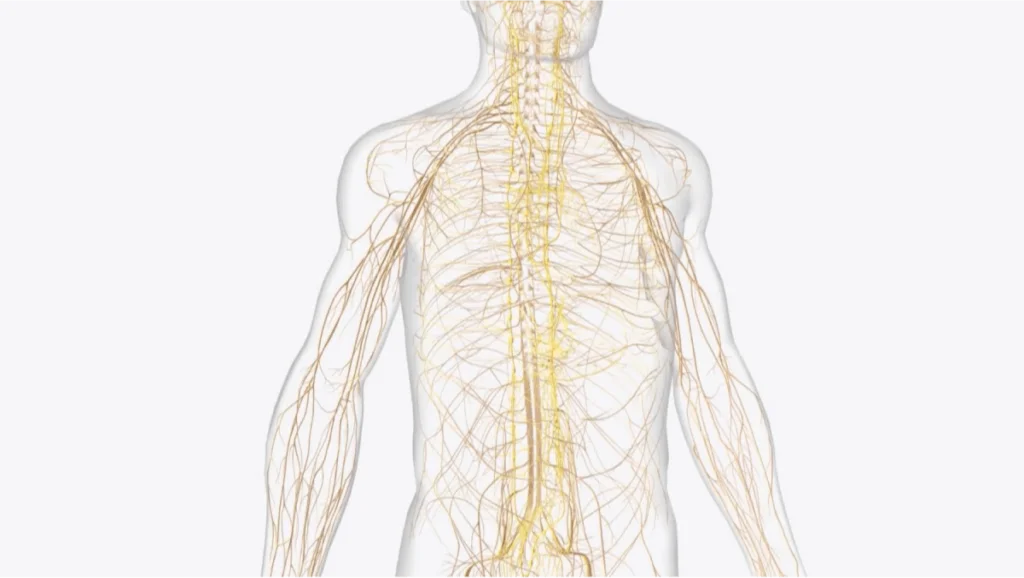 Detailed illustration of the human nervous system, highlighting the nerves connected to the spine and extremities.